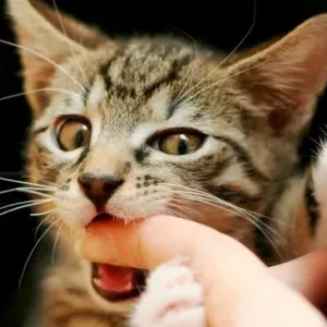 Jak odstavit kotě nebo dospělou kočku, aby se kously a poškrábaly, proč kočky kousnou a poškrábají paže a nohy hostitelů?